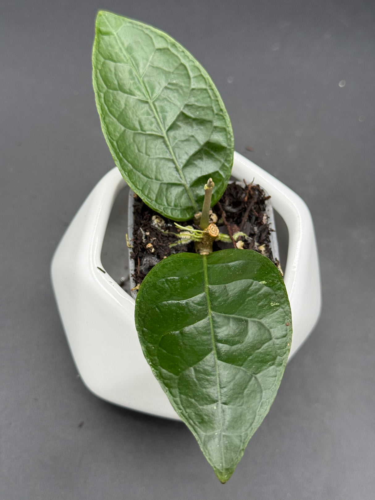 aceh 'Green Apple’ - WG-127