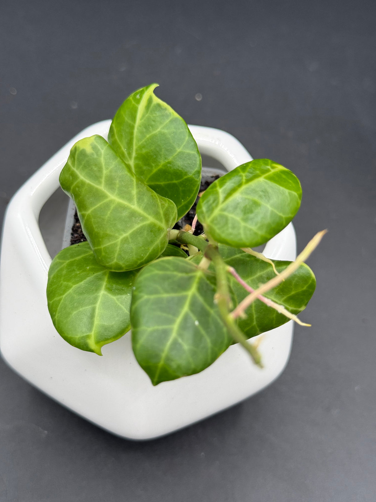 obscura (outer variegated) - WG-125