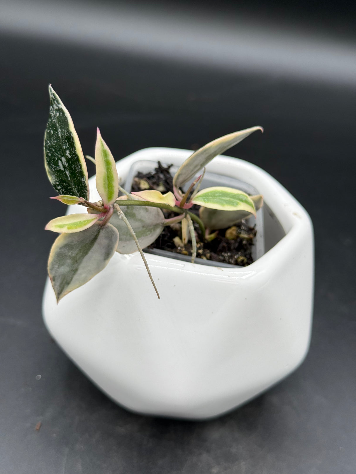lacunosa 'Lumina' - WG-130