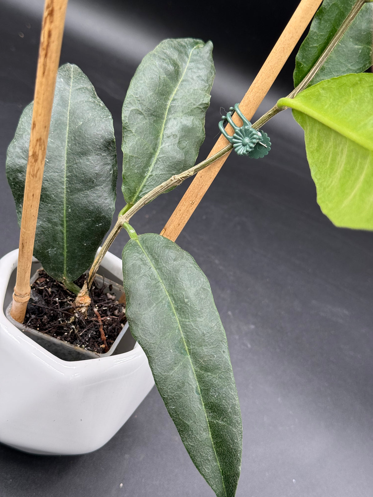 B2 'Srikandi NAP (wallichii (red) x versteegii) - WD-388