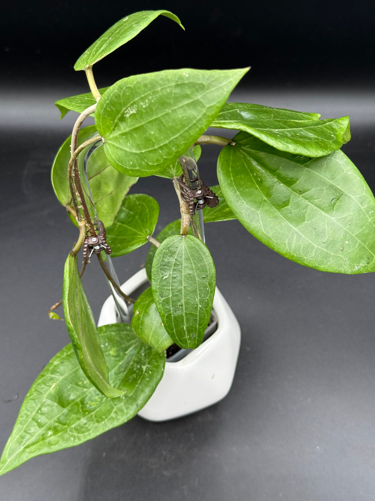 glabra (inner variegated REVERT) -WD-461