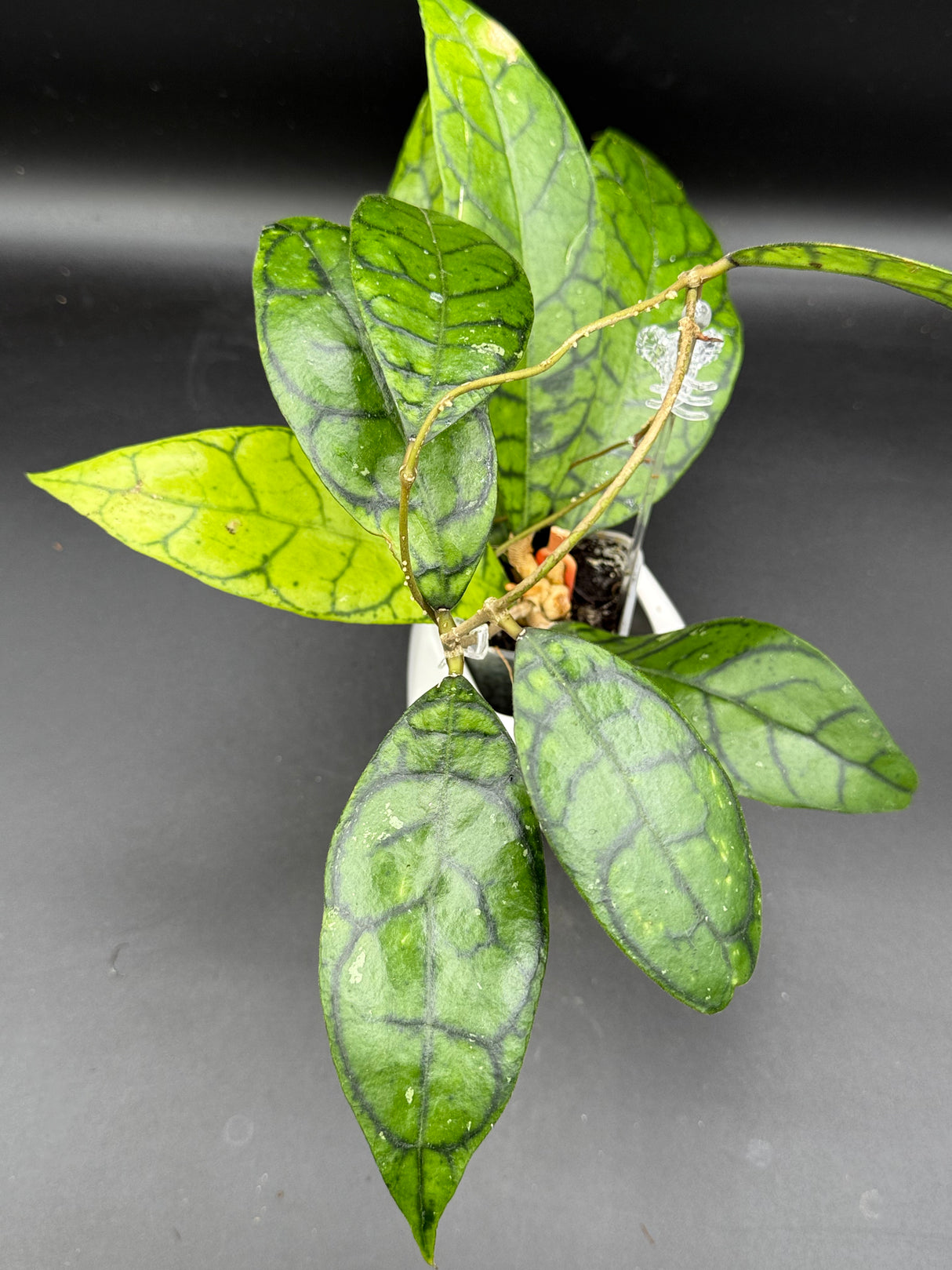 callistophylla AR17 - WE-470