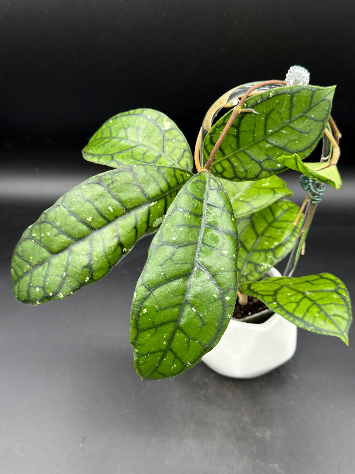 Callistophylla ’Vena’ - WD-474
