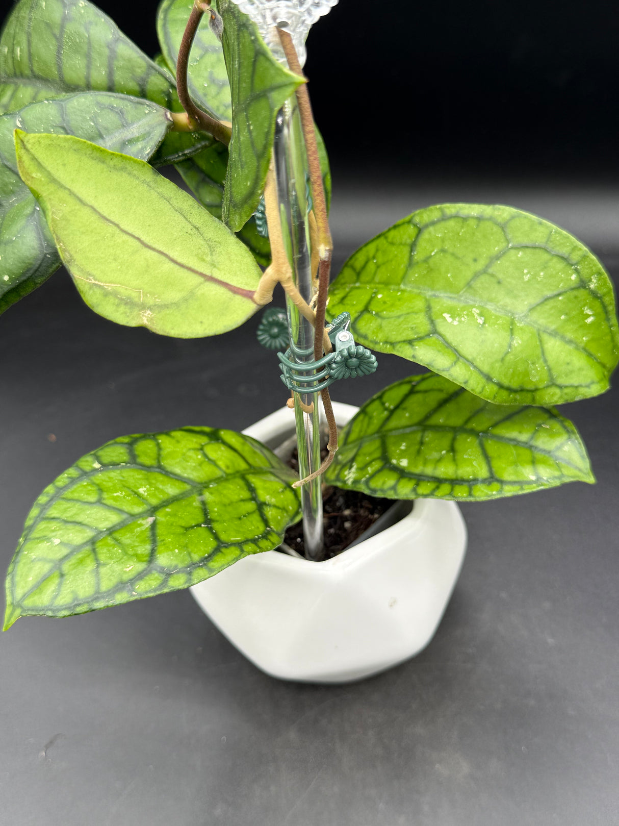 Callistophylla ’Vena’ - WD-474