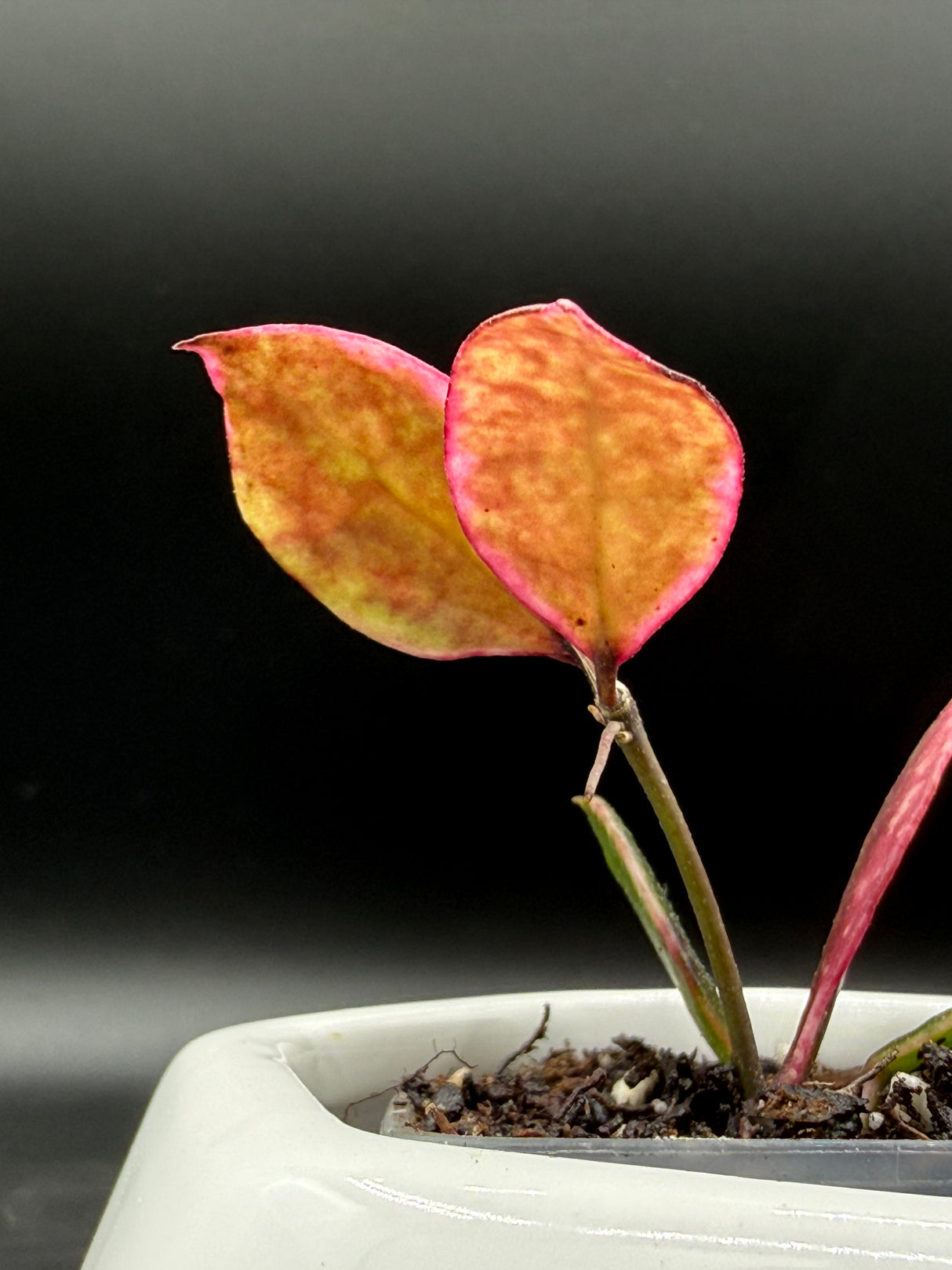 lacunosa 'Black Cherry' (UPTO15) - WG-418