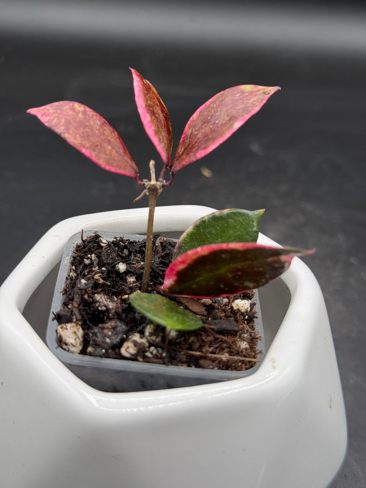 lacunosa 'Black Cherry' (UPTO15) - WG-418