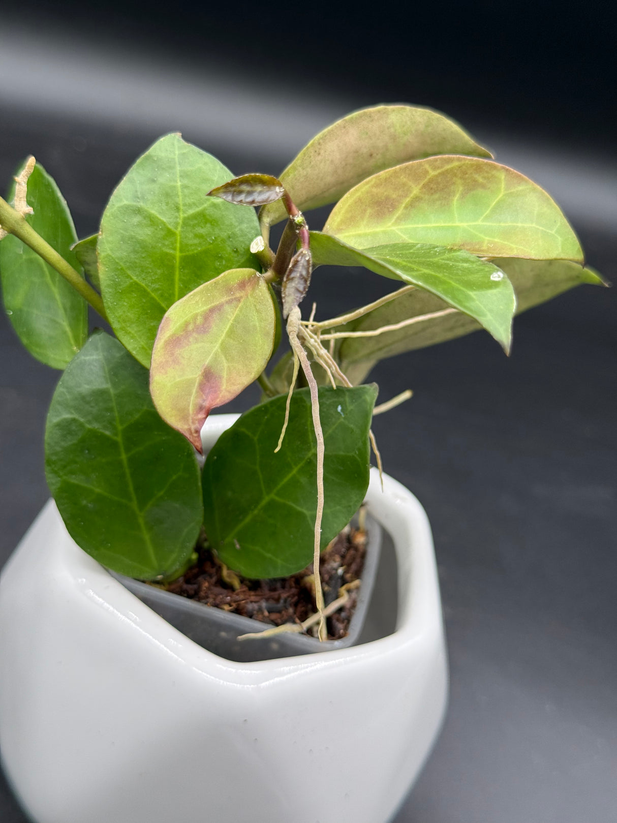 obscura (seedling, white UPT003) - WG-421
