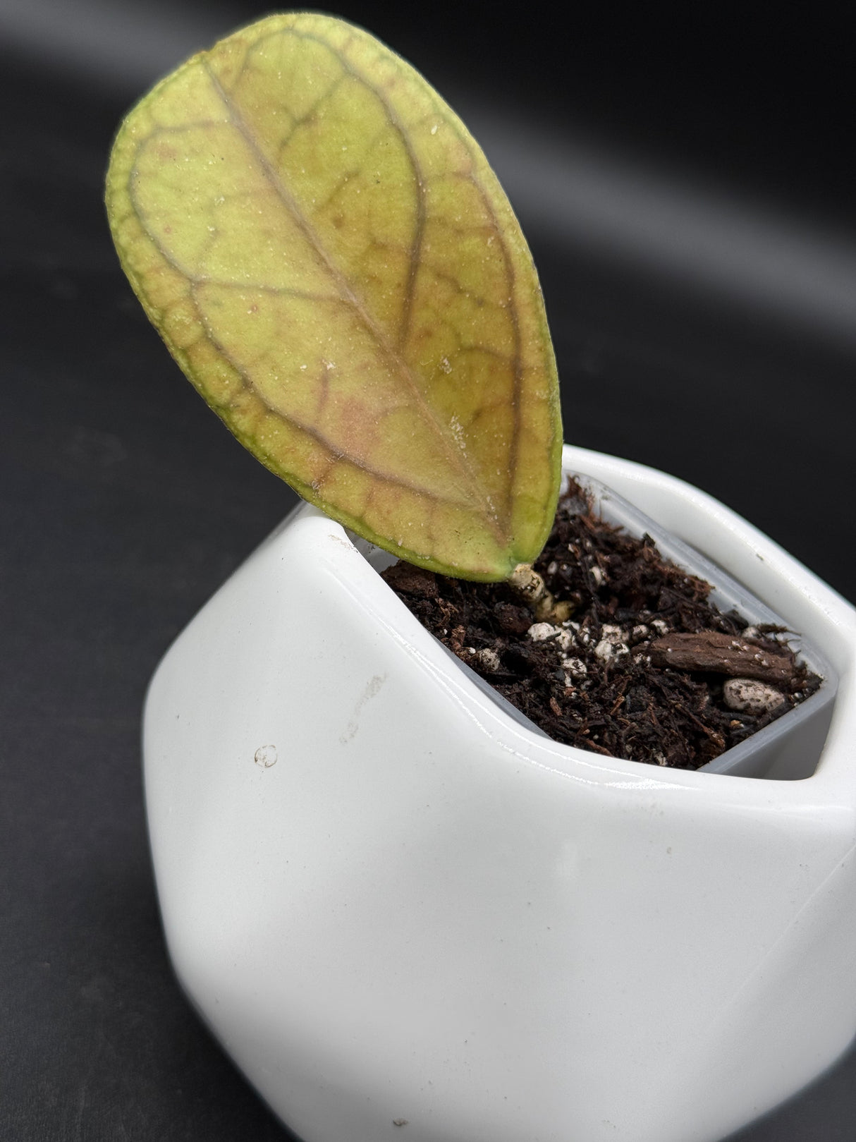 'Amber Tantrum' RHM2384-2 ('Tequila Sunrise' x UNK) - WG -422