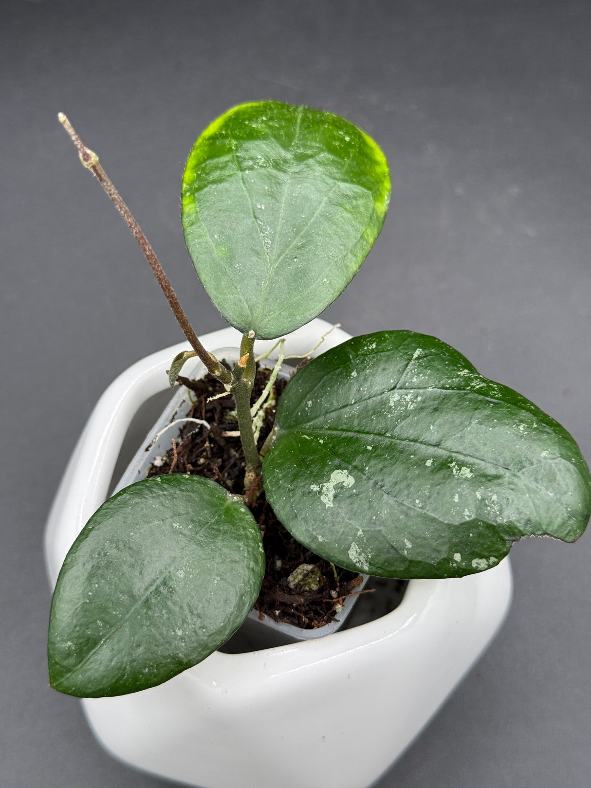 LP006 (caudata x erythrina) - WG-423