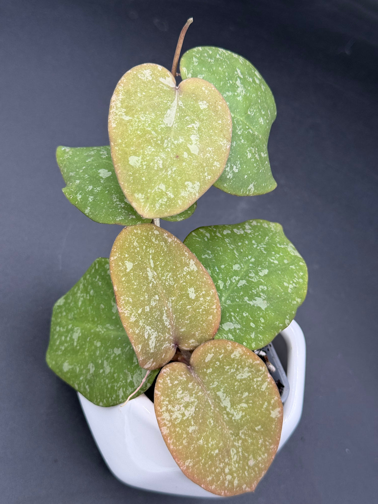 WRX103-100 (WRX46-11 x imbricata) - WG-425