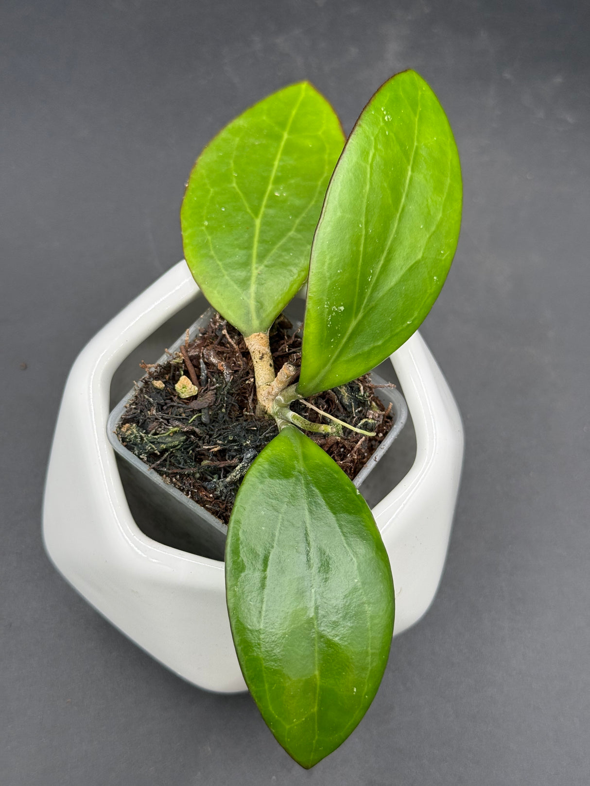 MB1497 (Erythrina x Genieve) - WG-424
