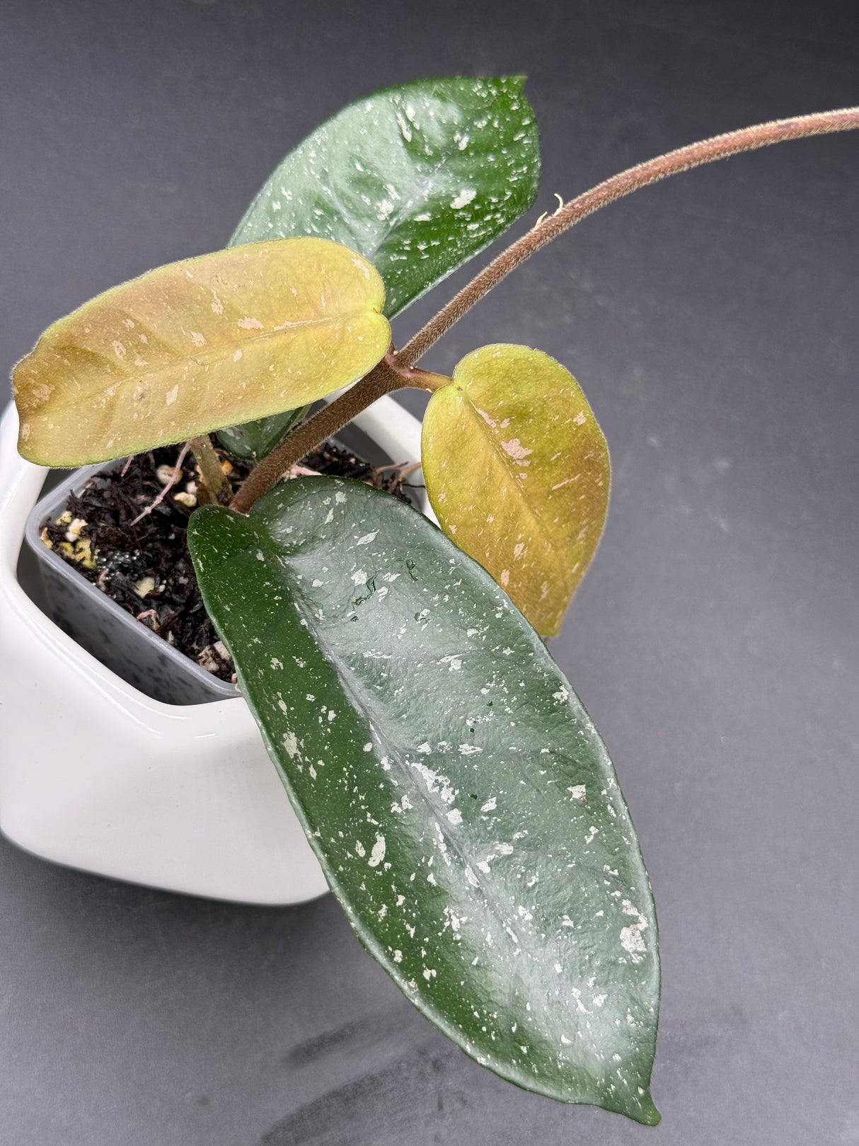 ‘Stary Night’ - WG-433