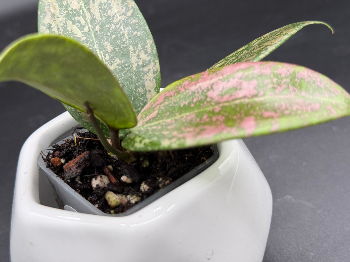 verticilliata Pink Crush (DMW-001-U) - WG-427