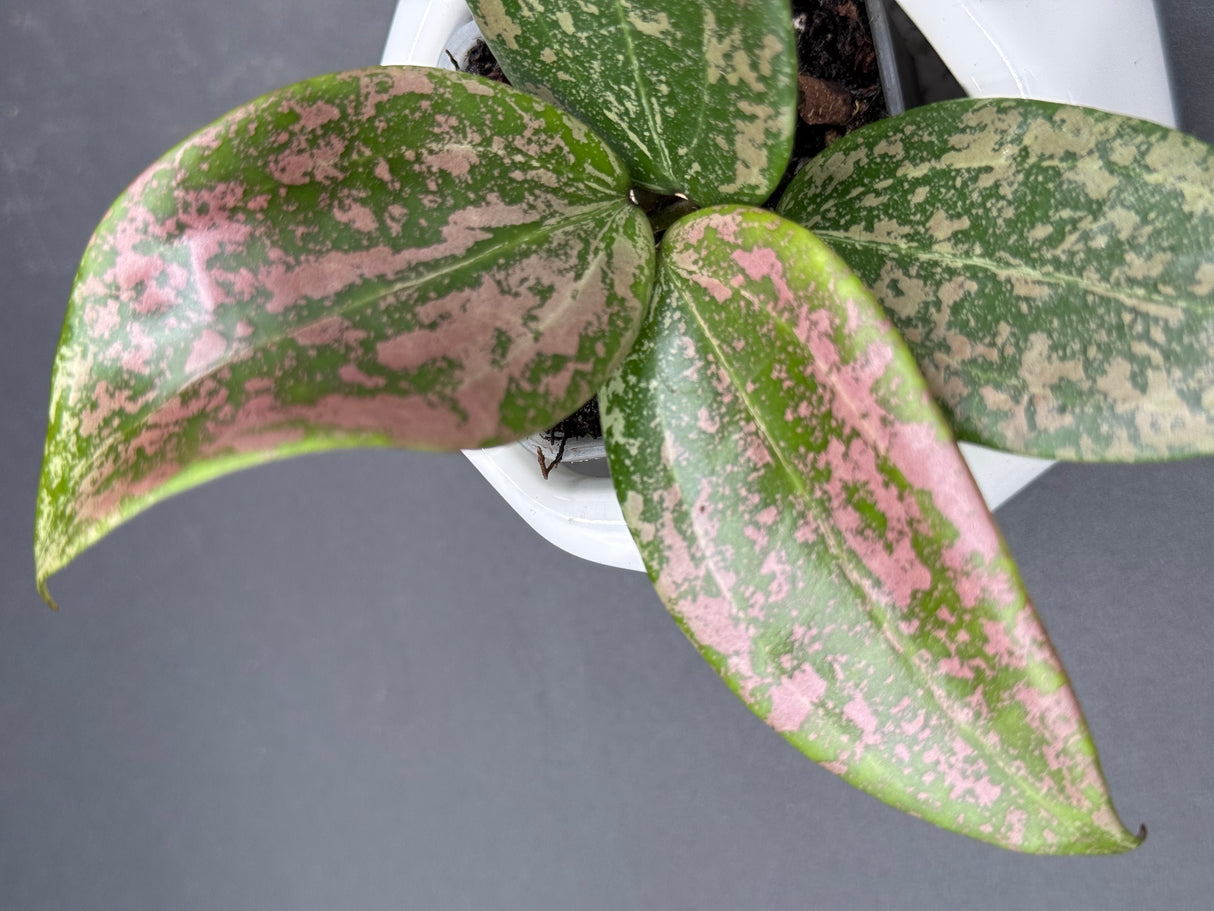 verticilliata Pink Crush (DMW-001-U) - WG-427