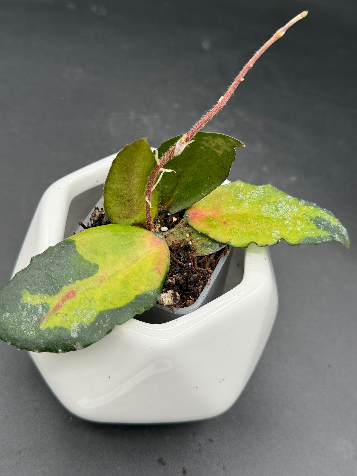 caudata (variegated) - WG-438