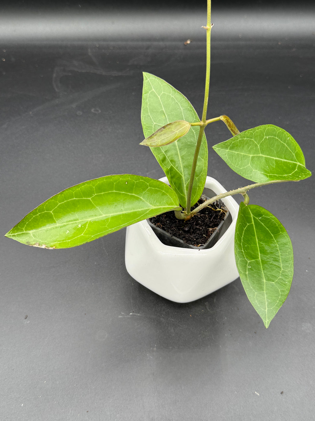 RTX01 (elliptica (Gensesn) x cinnamomifolia var pureofusca) - WG-437