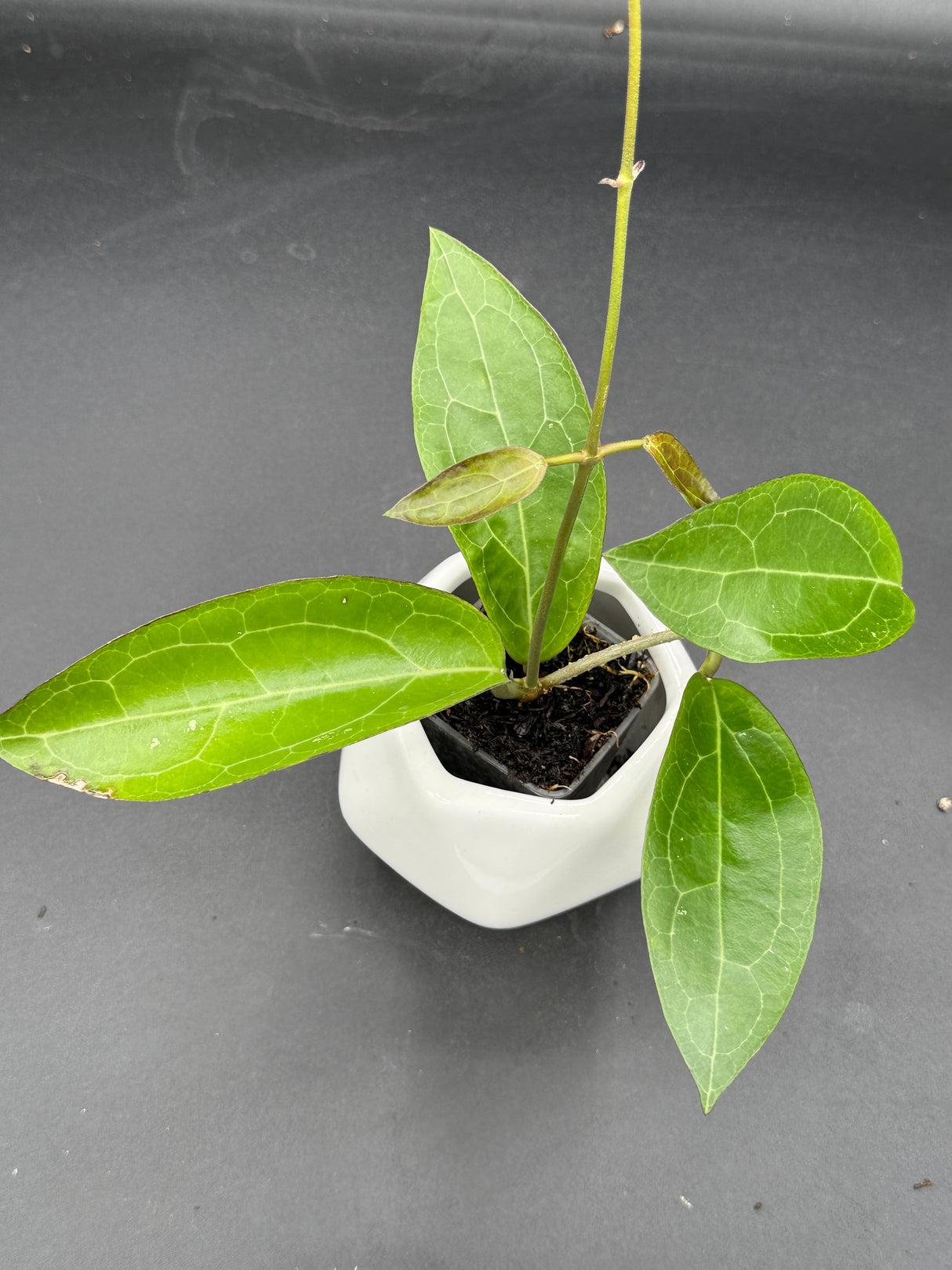 RTX01 (elliptica (Gensesn) x cinnamomifolia var pureofusca) - WG-437