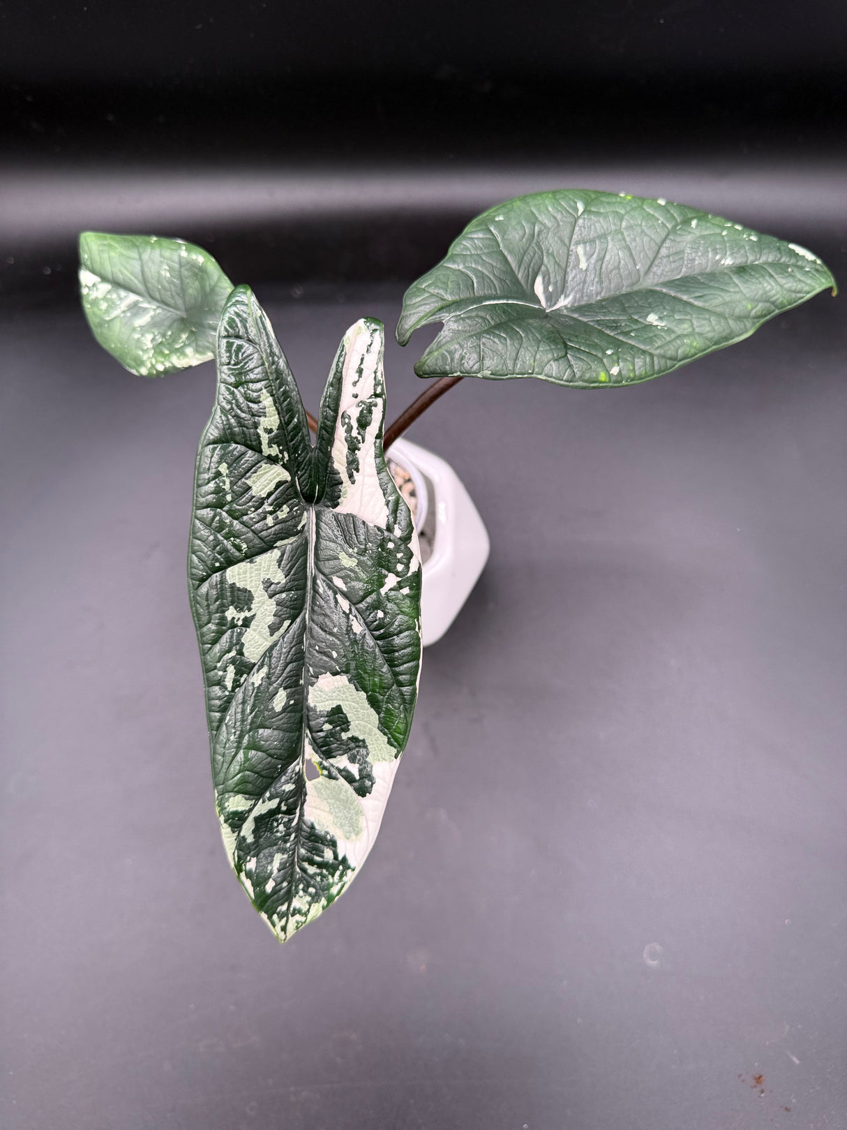 Scalprum Albo, corm grown