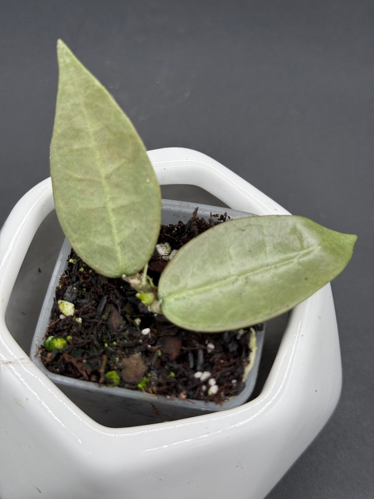Punakawan (Silver) - WG-357