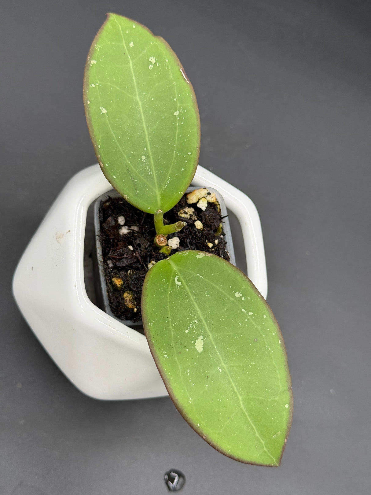 'Black Halo' (RHM24101-SPP01) - WG-365