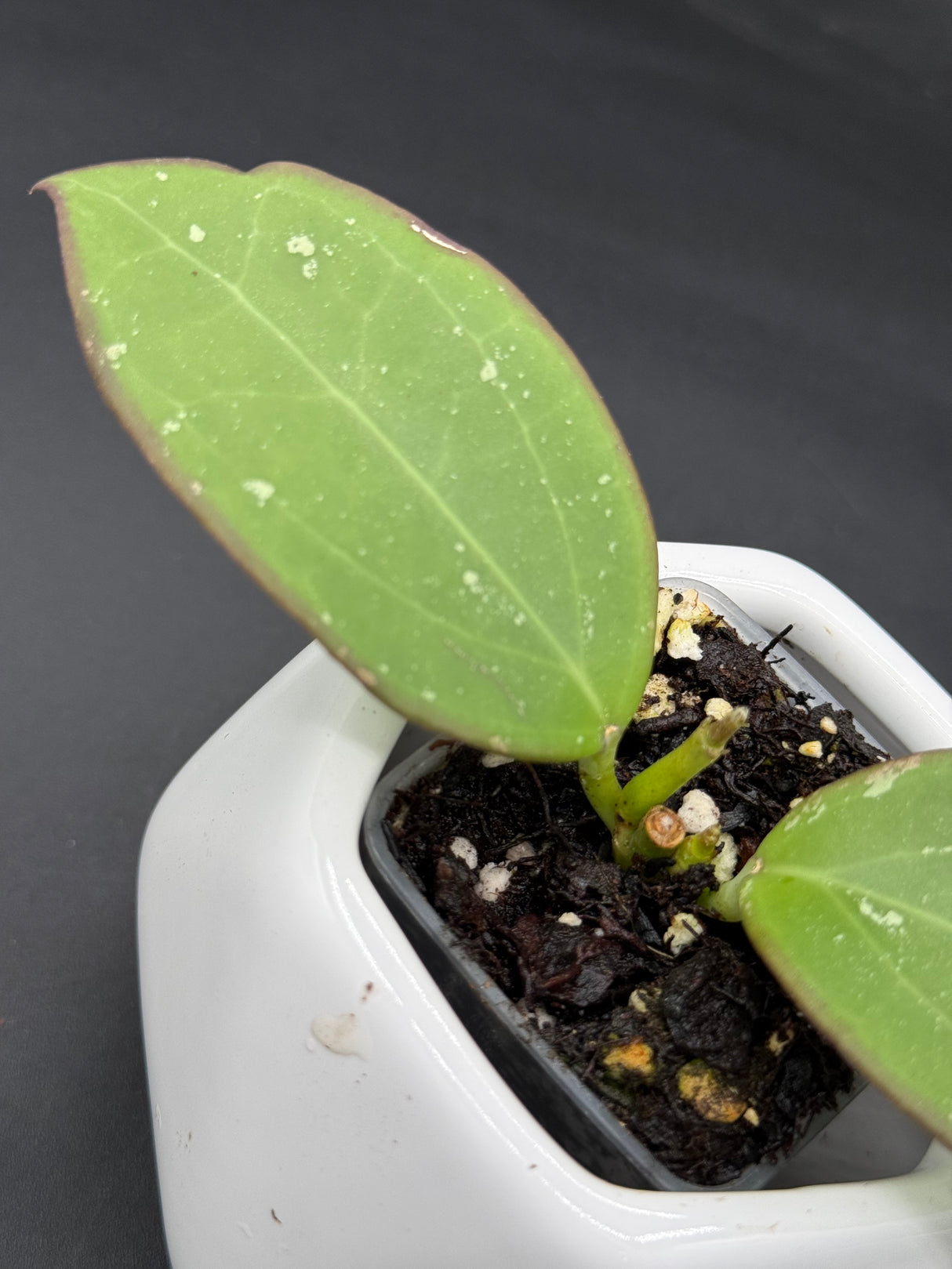 'Black Halo' (RHM24101-SPP01) - WG-365