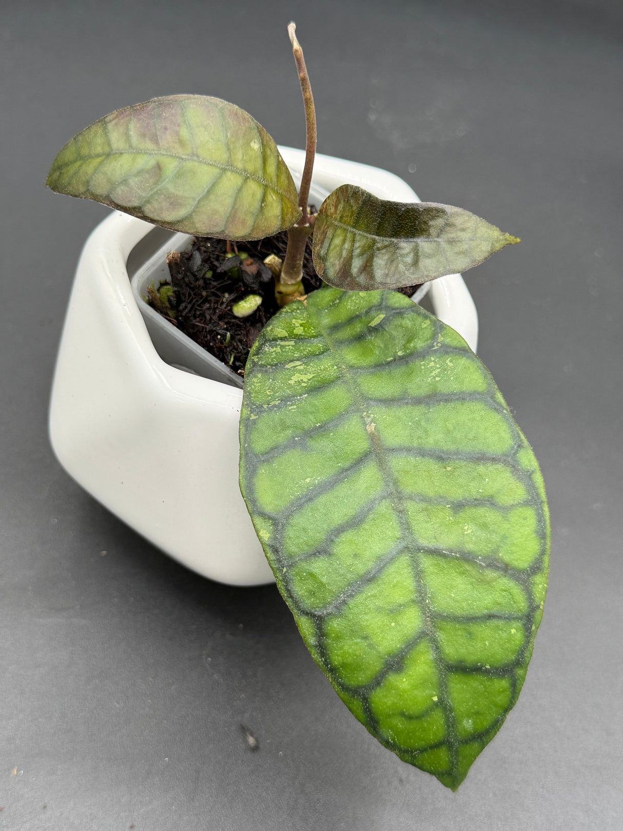 callistophylla (NAPC024) - WG-374