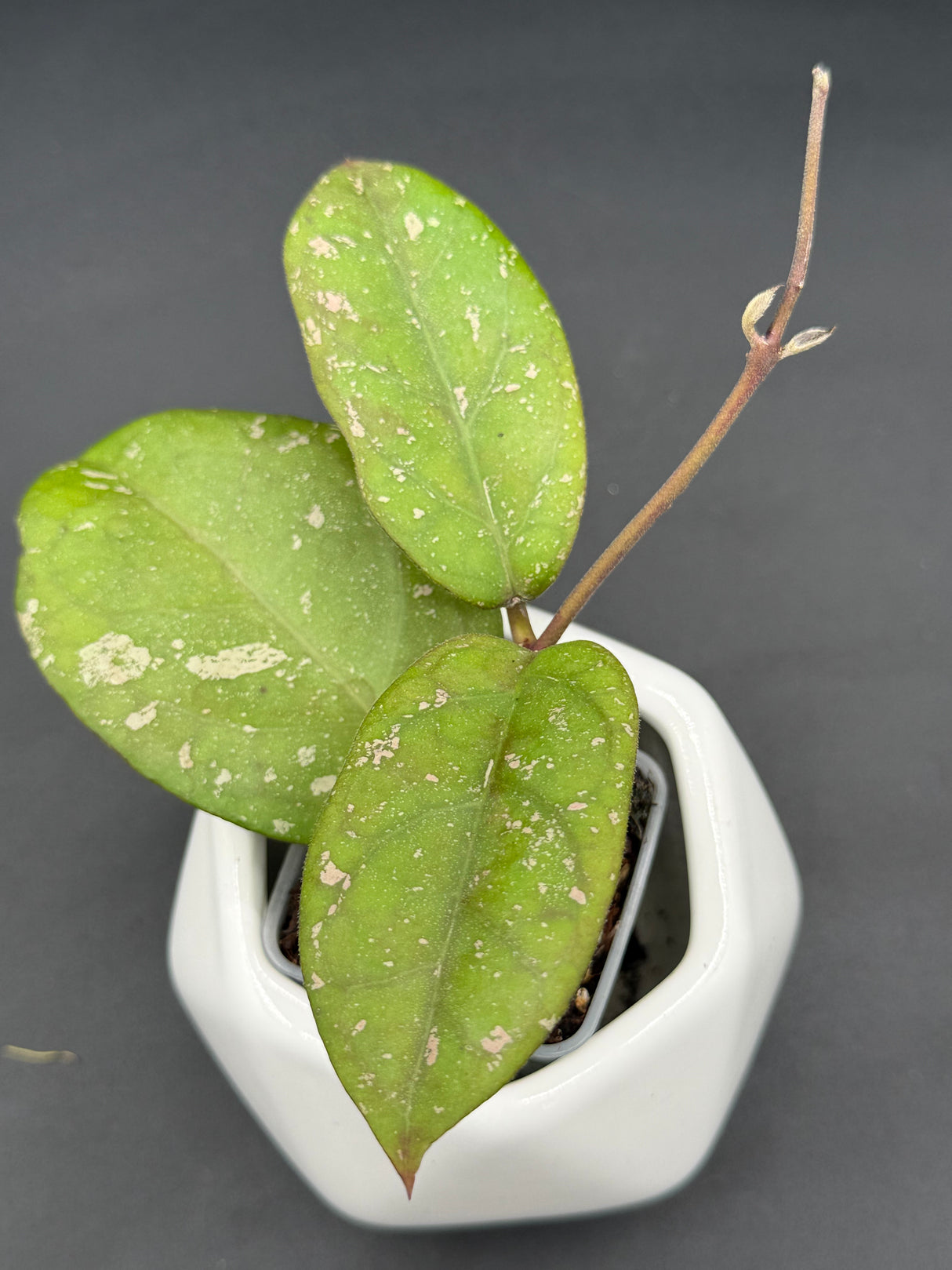 'Aqua Aphrodite' RHM2525-01 (patcharawalai 029 x UNK) - WG-373