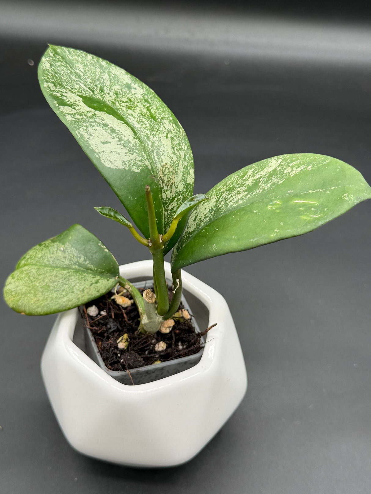 diversifolia (super splash) - WG-372