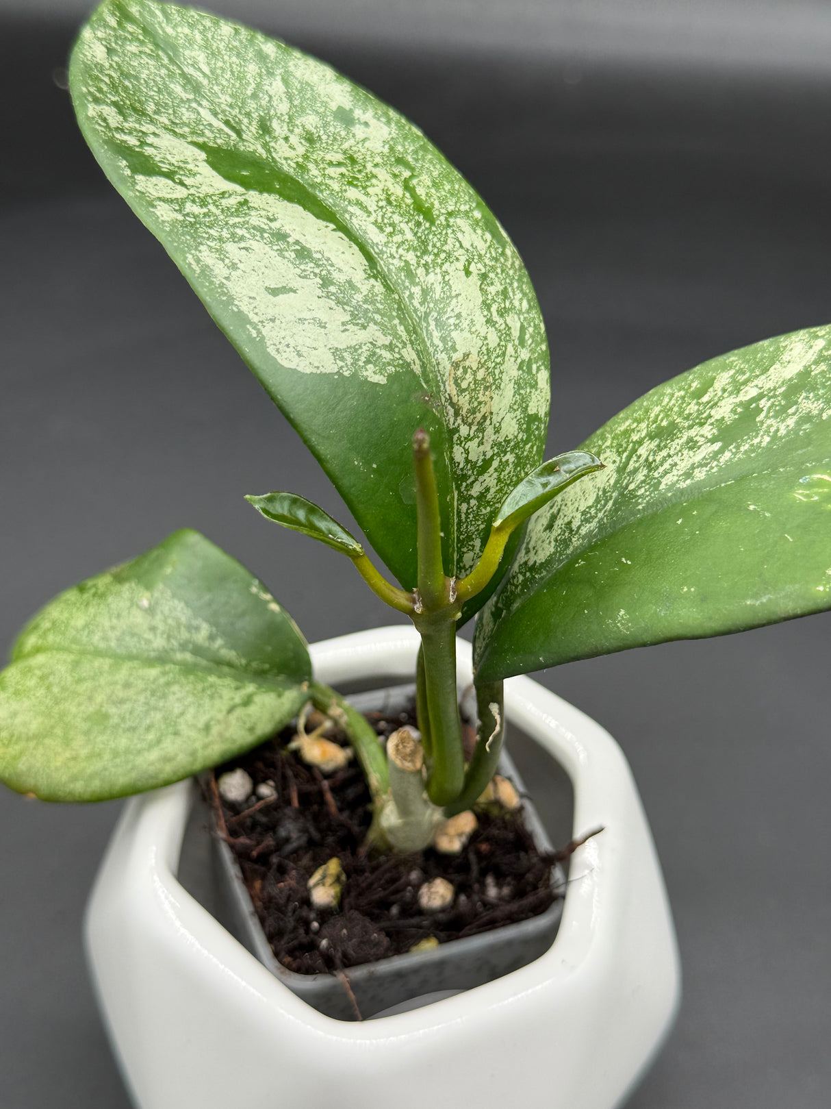 diversifolia (super splash) - WG-372