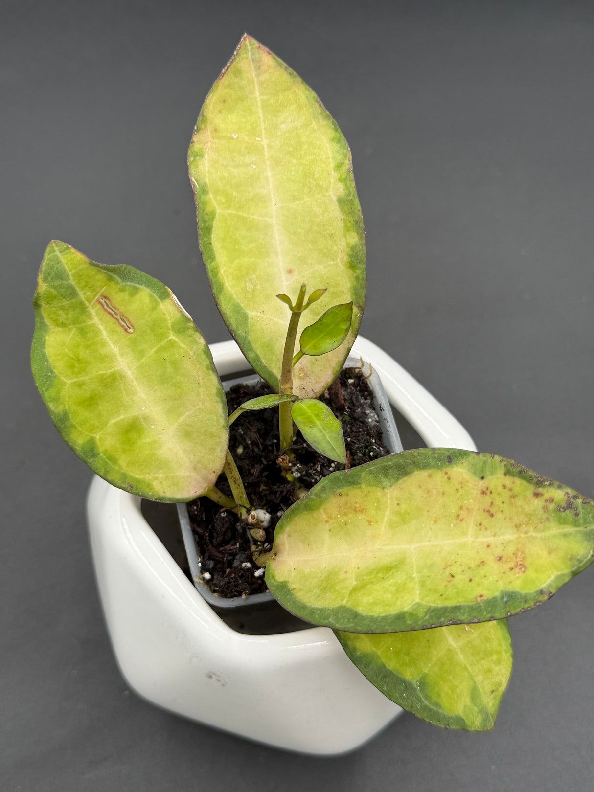 elliptica (variegated) - WG-371