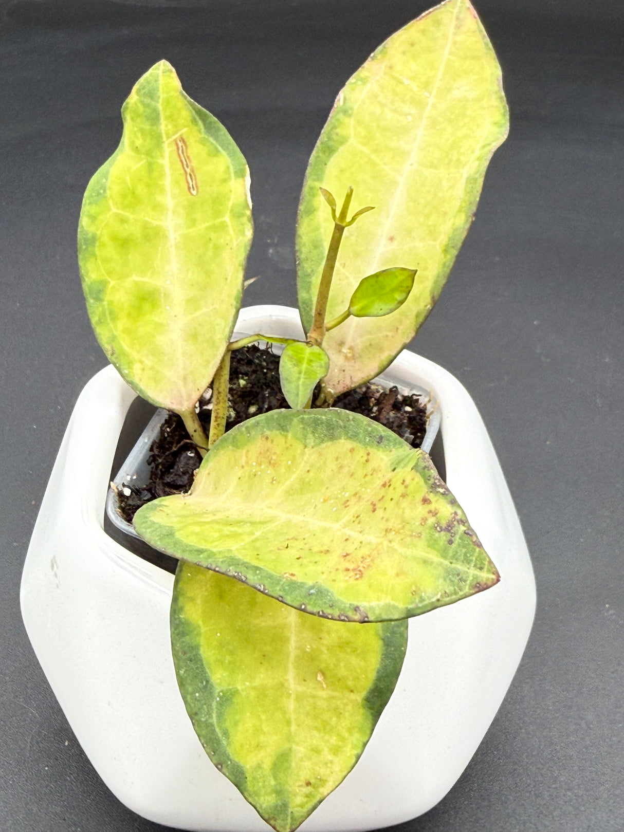elliptica (variegated) - WG-371