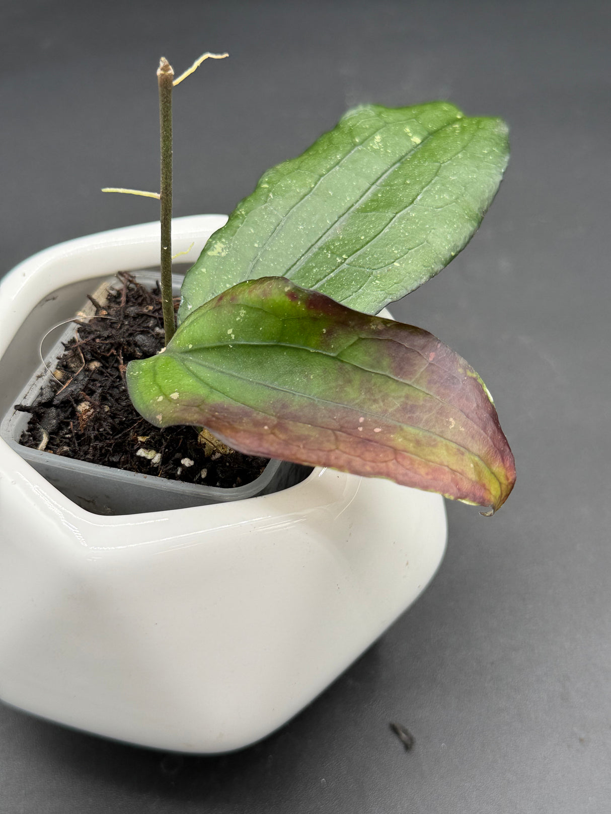 Erythrina (BORNEO) - WG-370