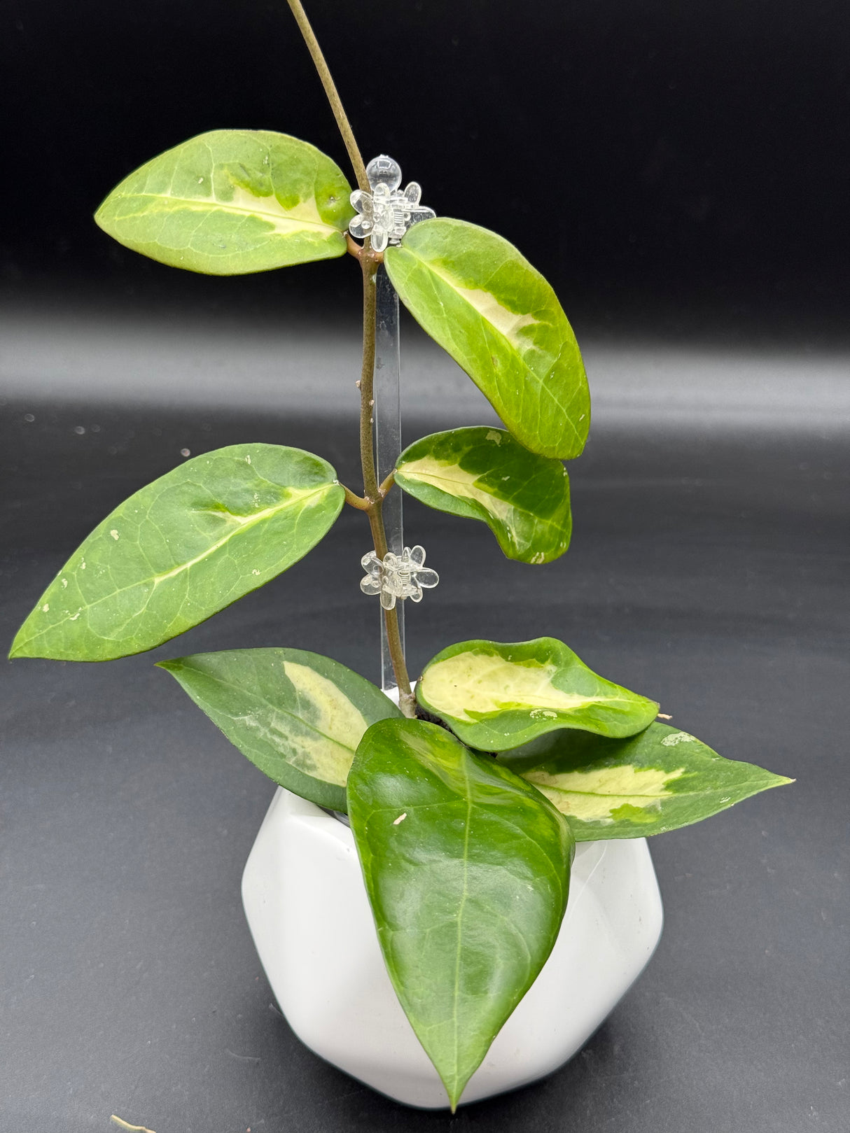 Panglai (inner variegated) - WG-376