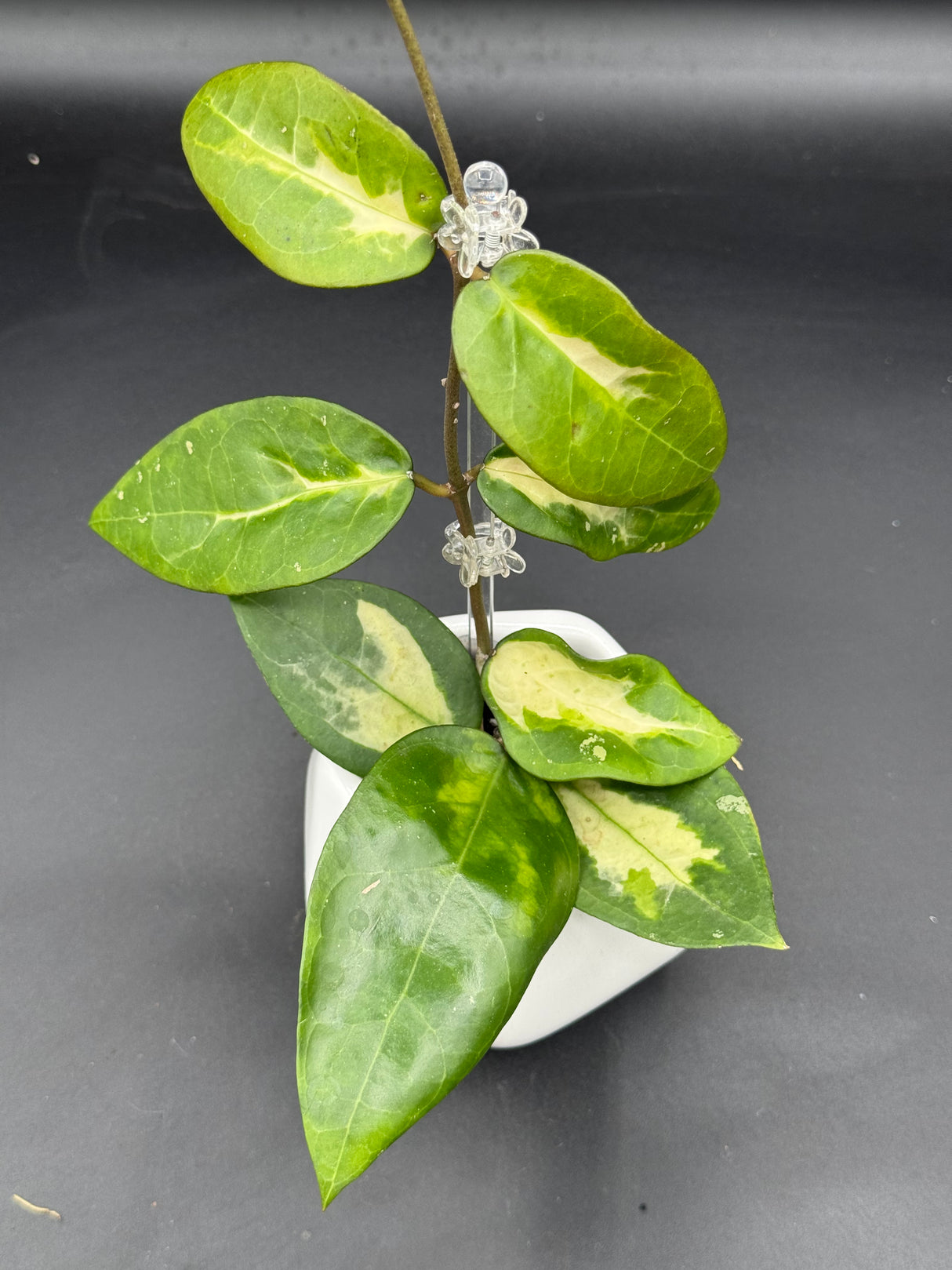 Panglai (inner variegated) - WG-376