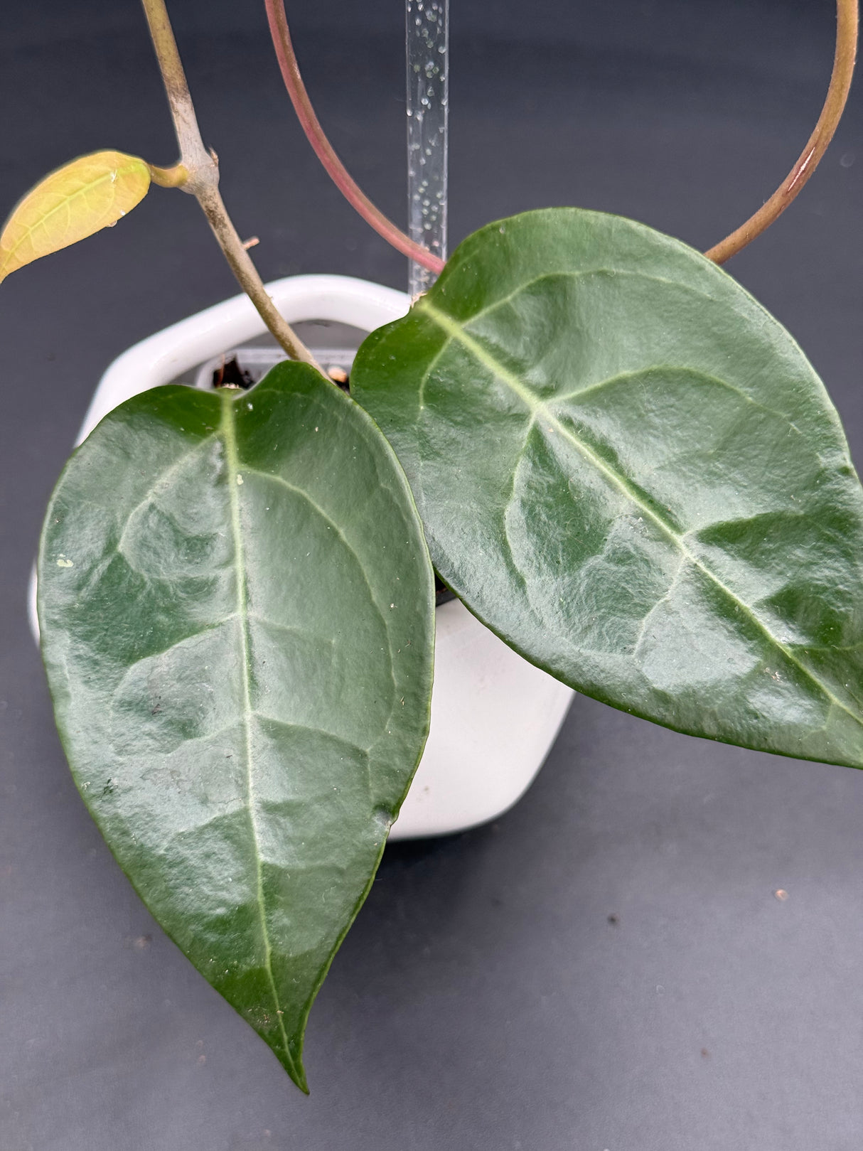 verticillata sp. Tanggamus (outer variegated) - WG-383
