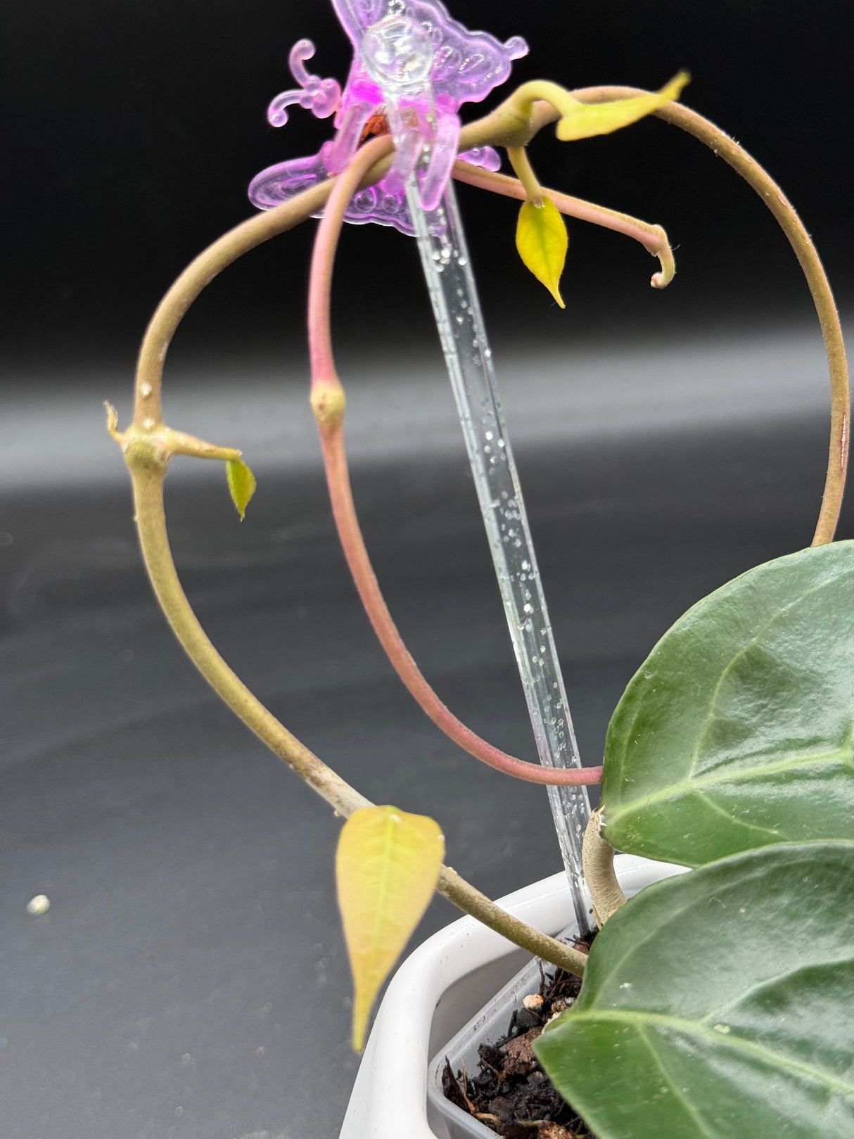 verticillata sp. Tanggamus (outer variegated) - WG-383