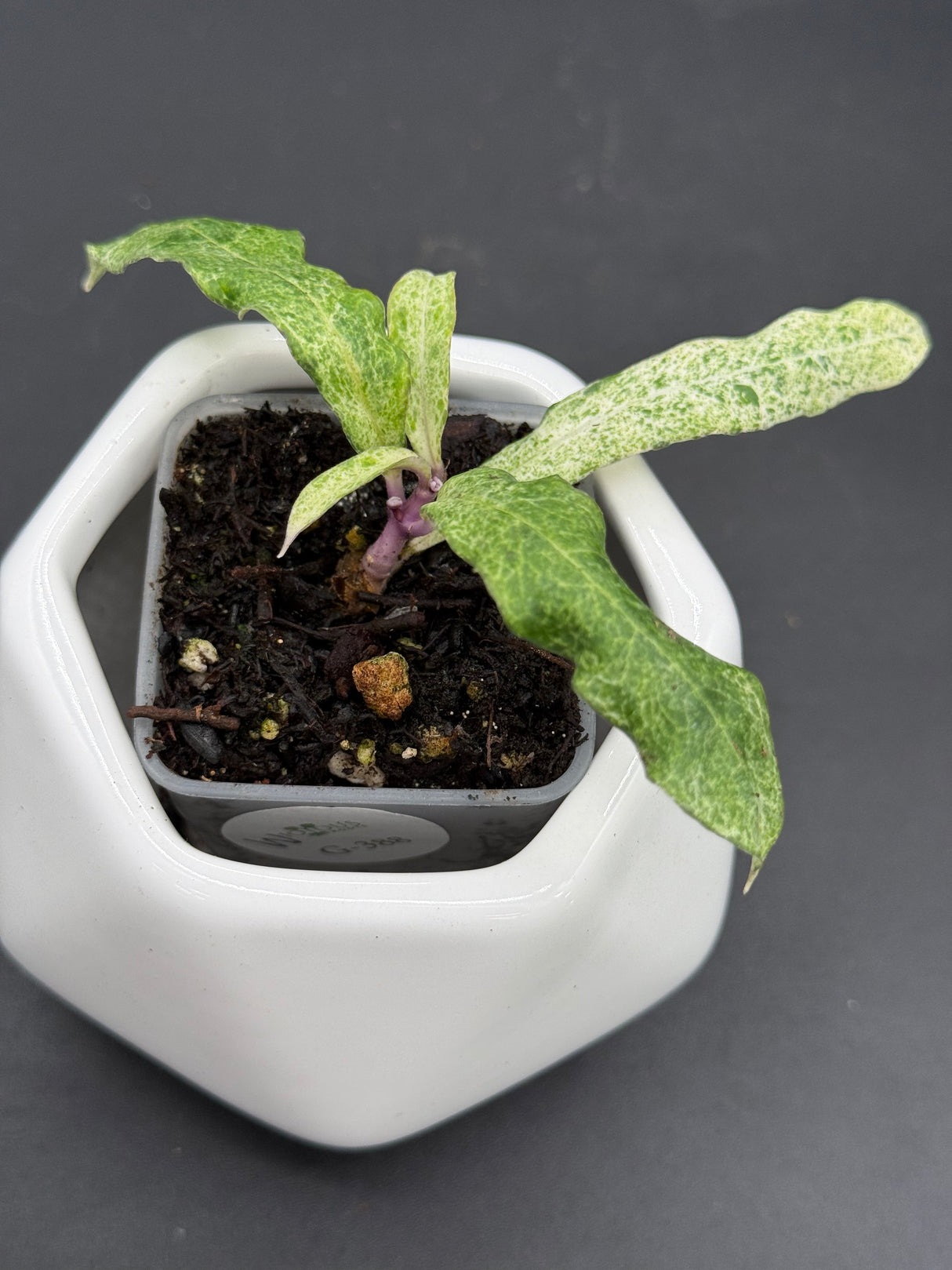 multiflora 'Lima' - WG-388