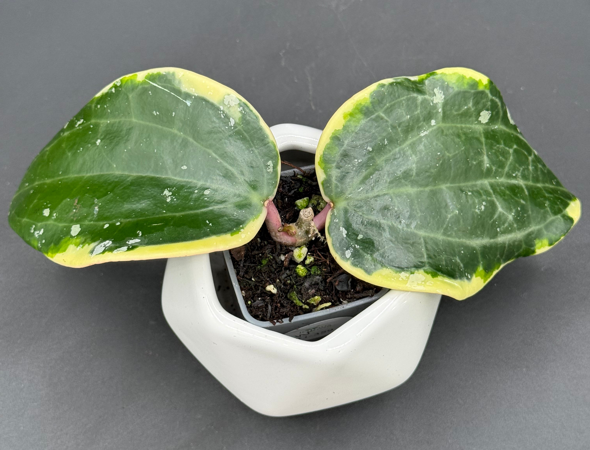 latifolia (albo) - WG-359