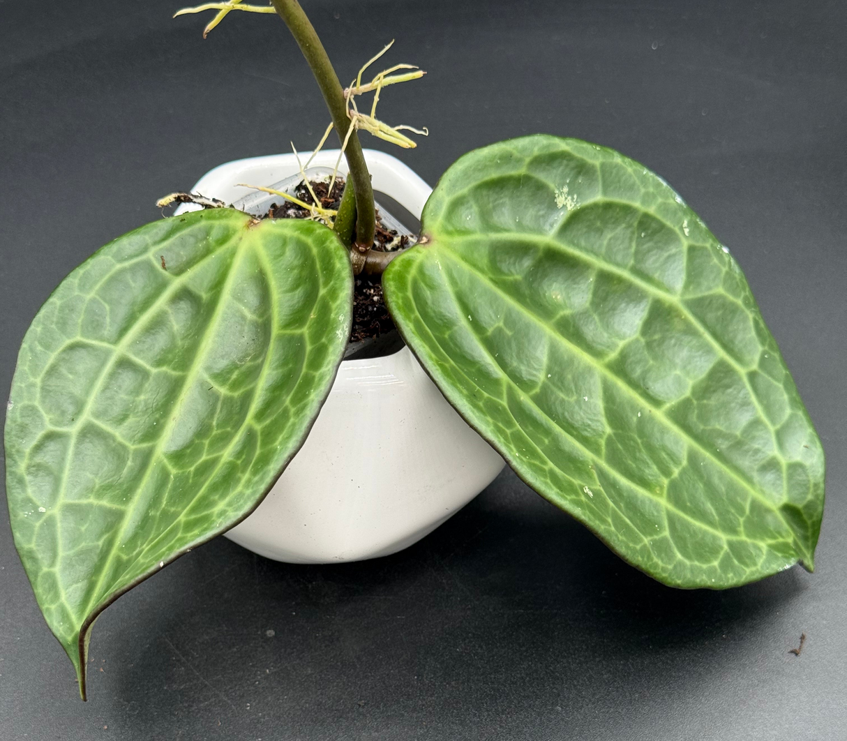 latifolia (textured veins, UPT009) - WG-363