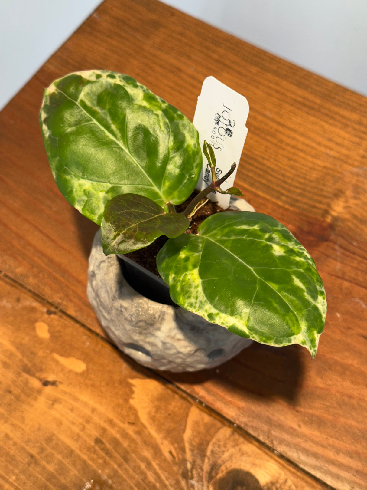 A-152 Hoya ‘Swiffer’s Candy’