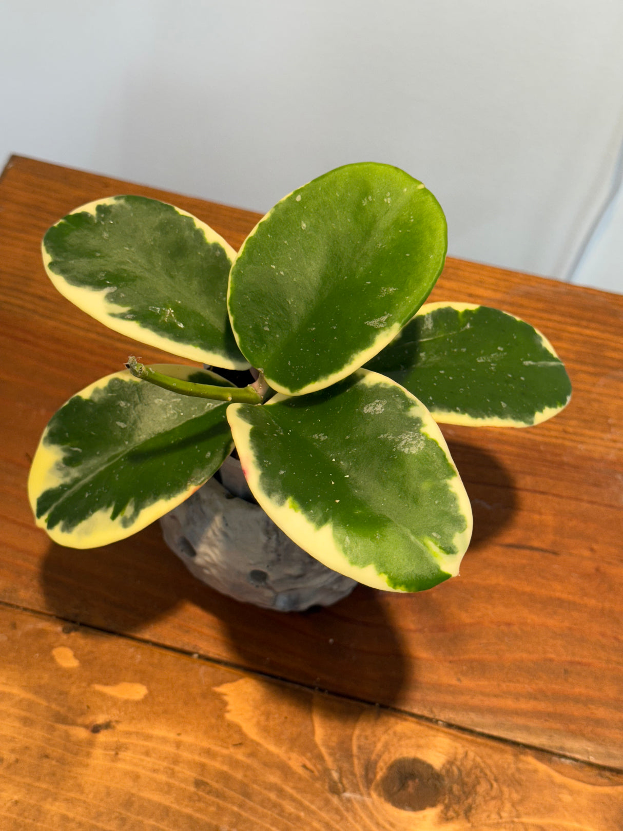 A-156 Hoya sp. Easo Dak Lak (Albomarginata)