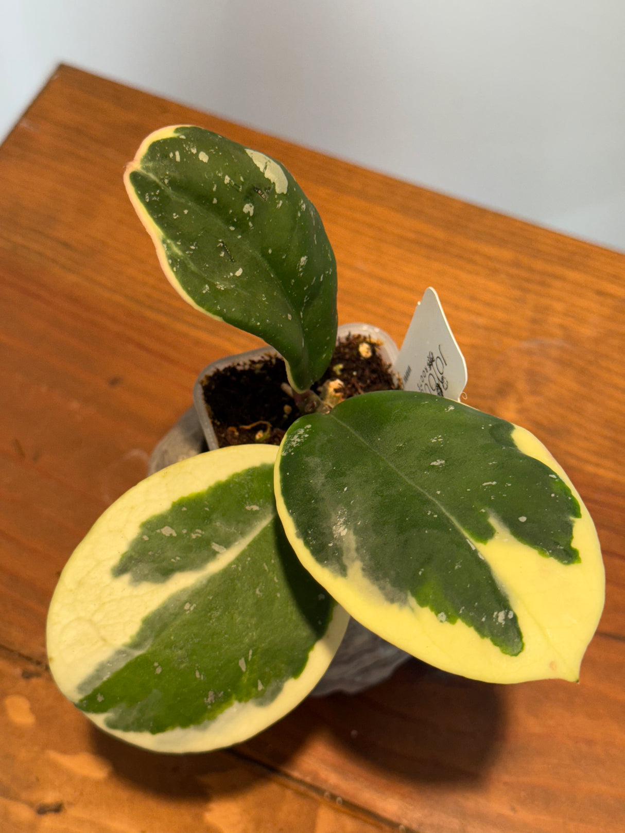 A-155 Hoya obovata (albomarginata)