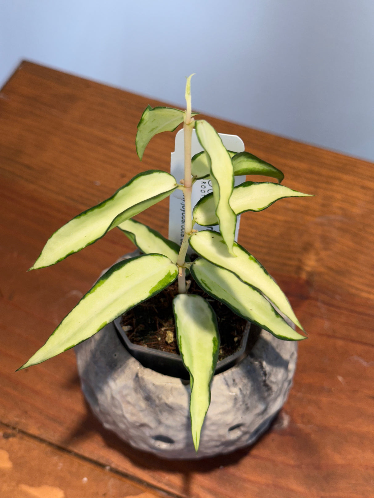 A-161 Hoya Burmanica (variegated)