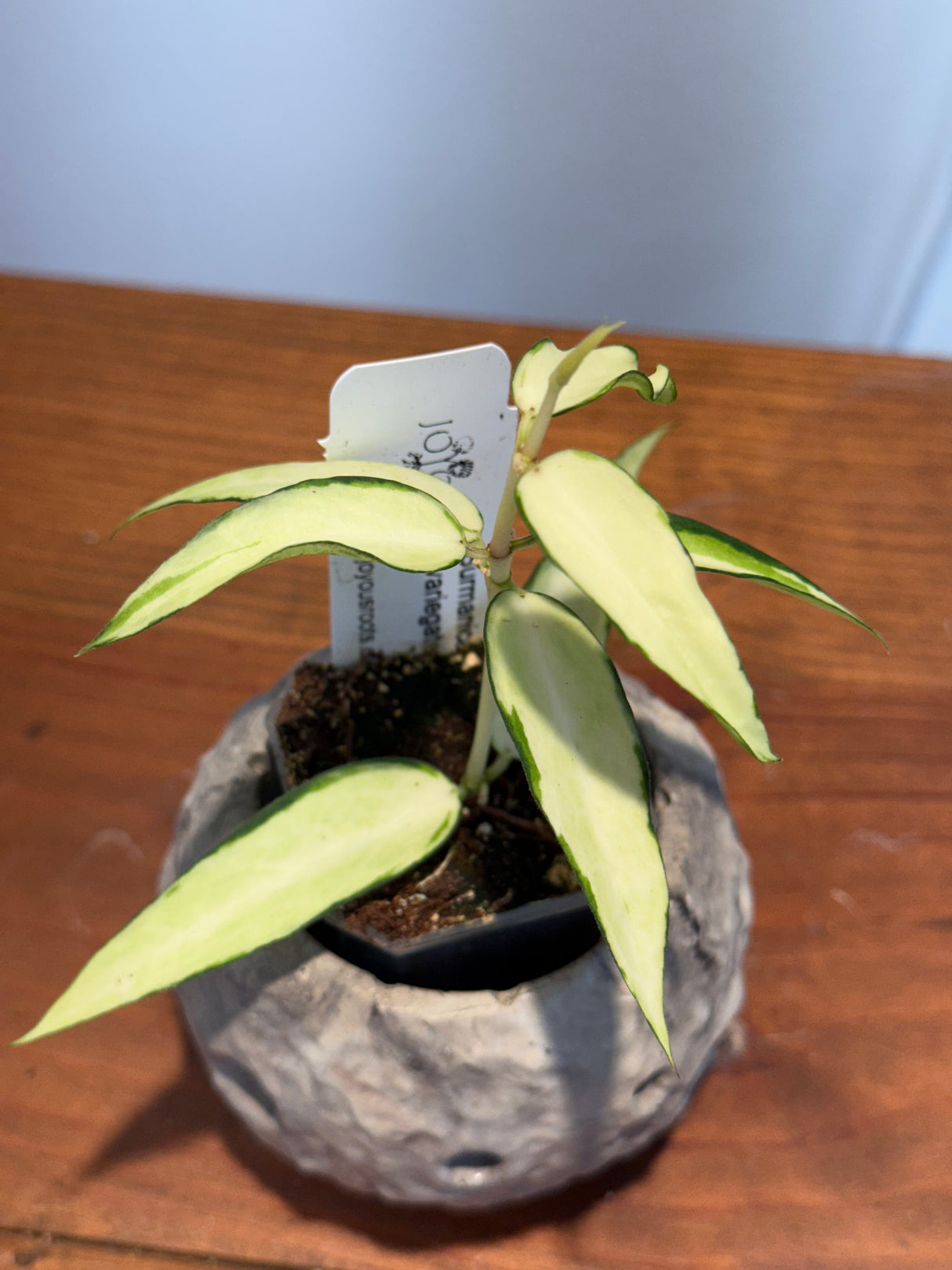 A-160 Hoya Burmanica (variegated)