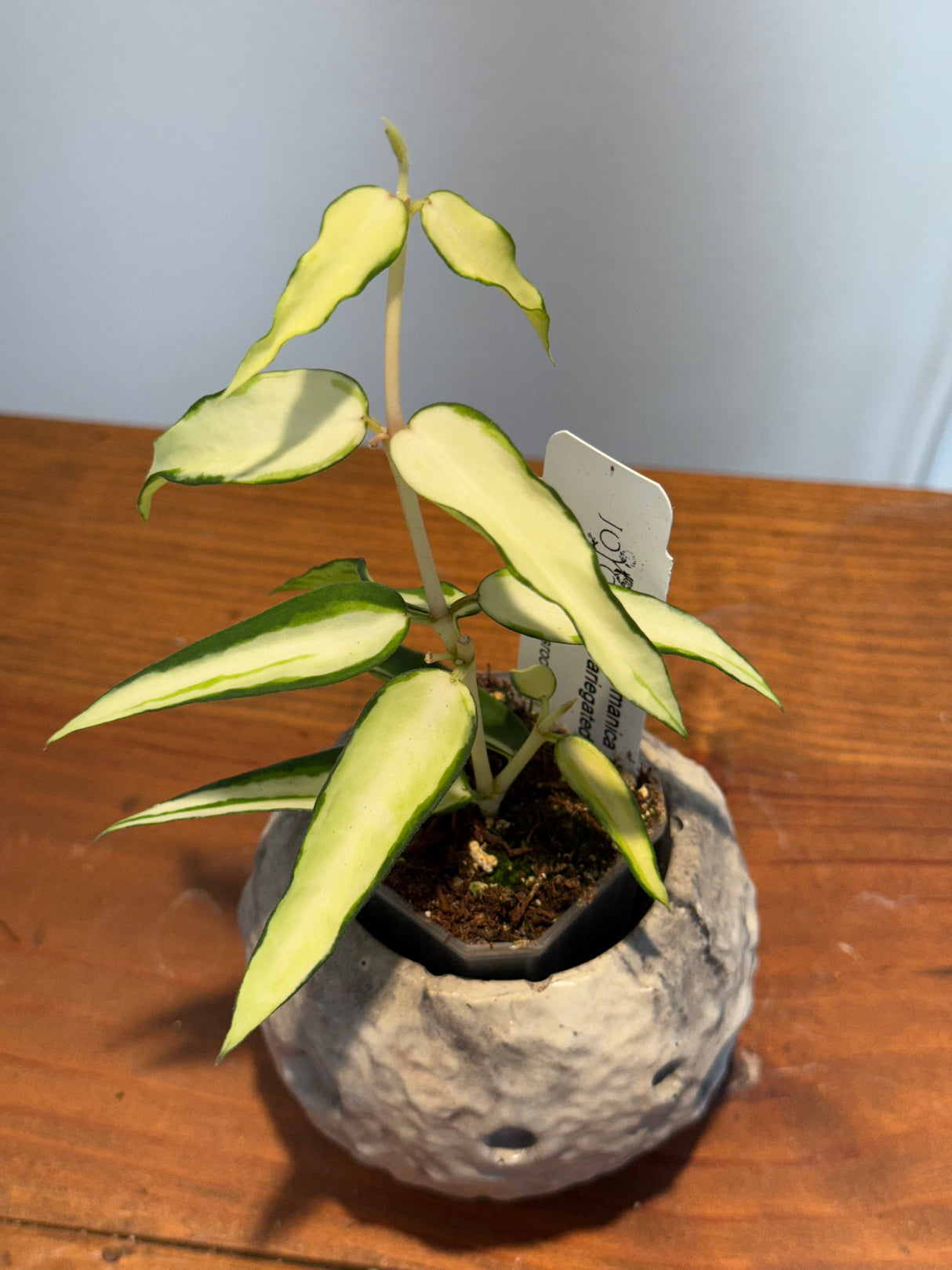 A-159 Hoya Burmanica (variegated)