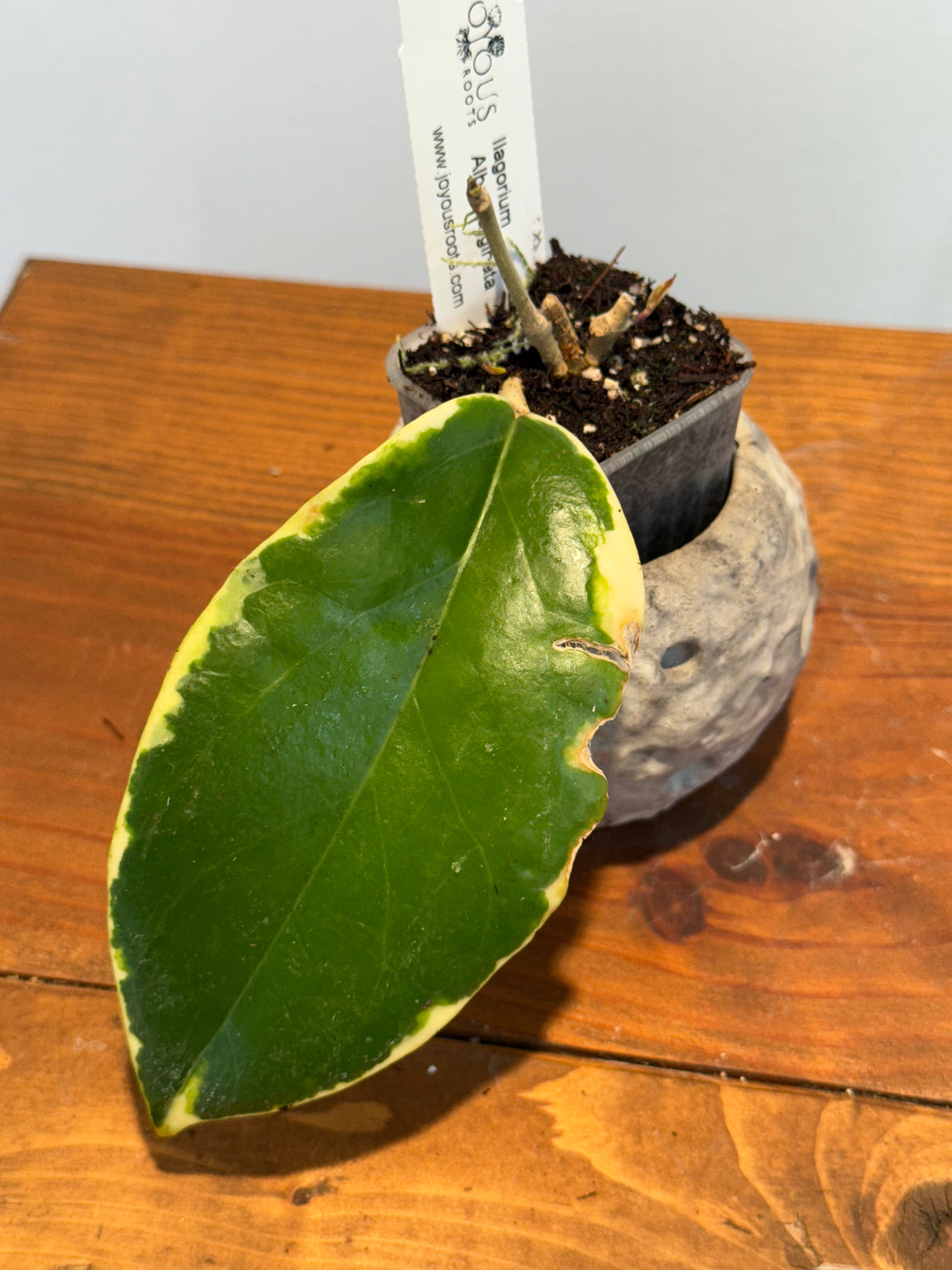 A-165 Hoya Ilagorium (albomarginata)