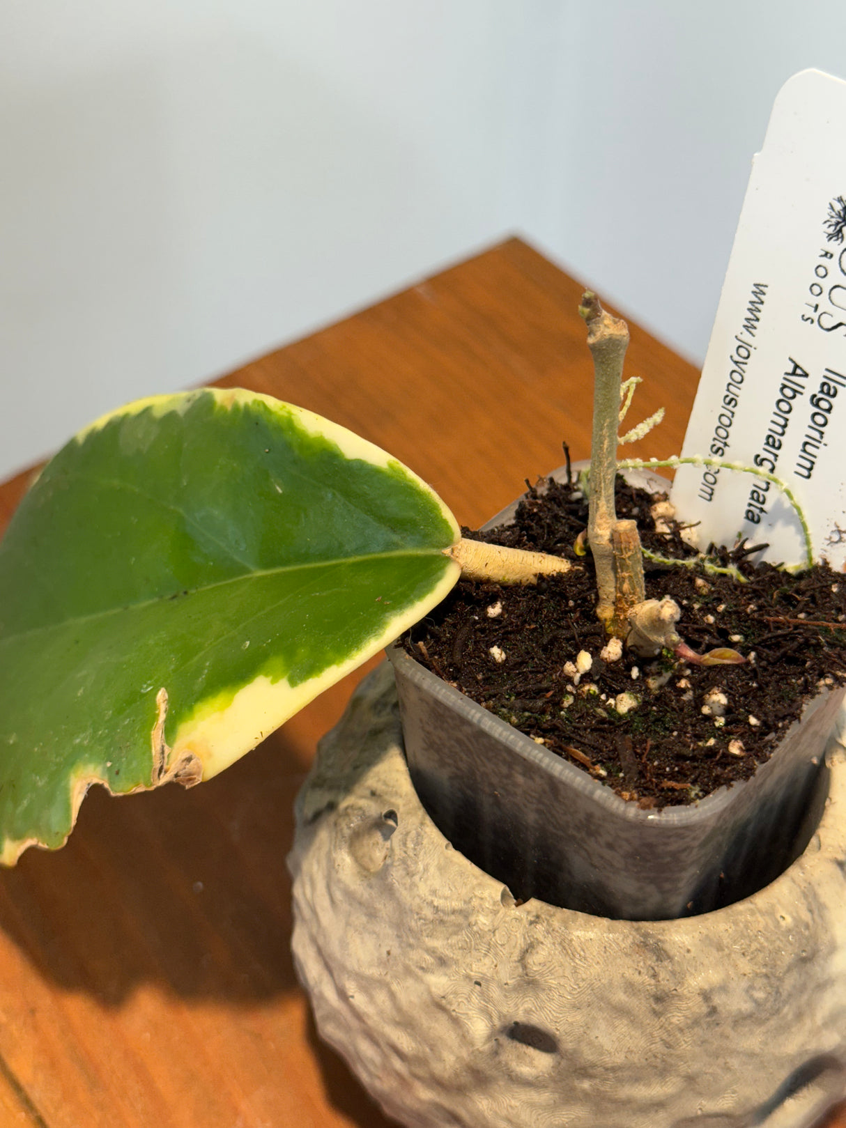 A-165 Hoya Ilagorium (albomarginata)