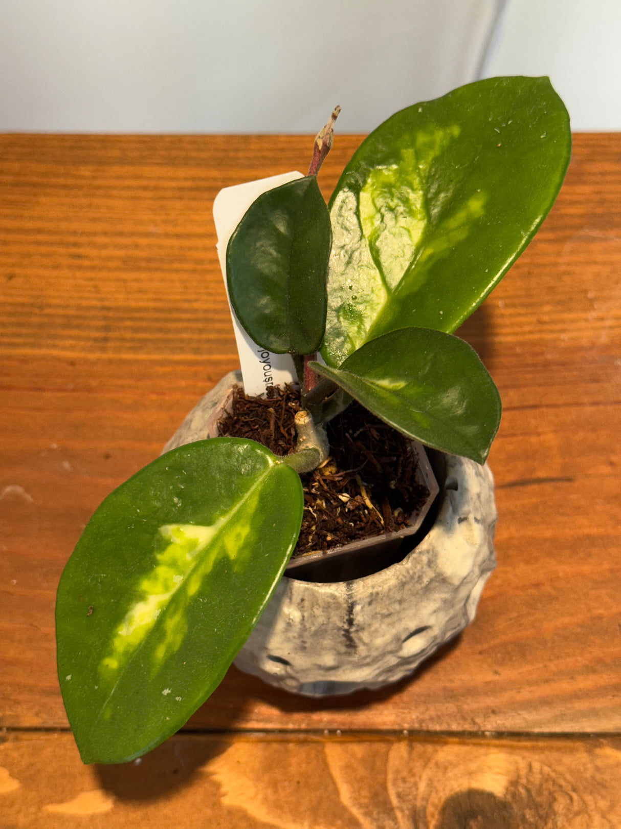 A-166 Hoya carnosa ‘Madara Green Edge’