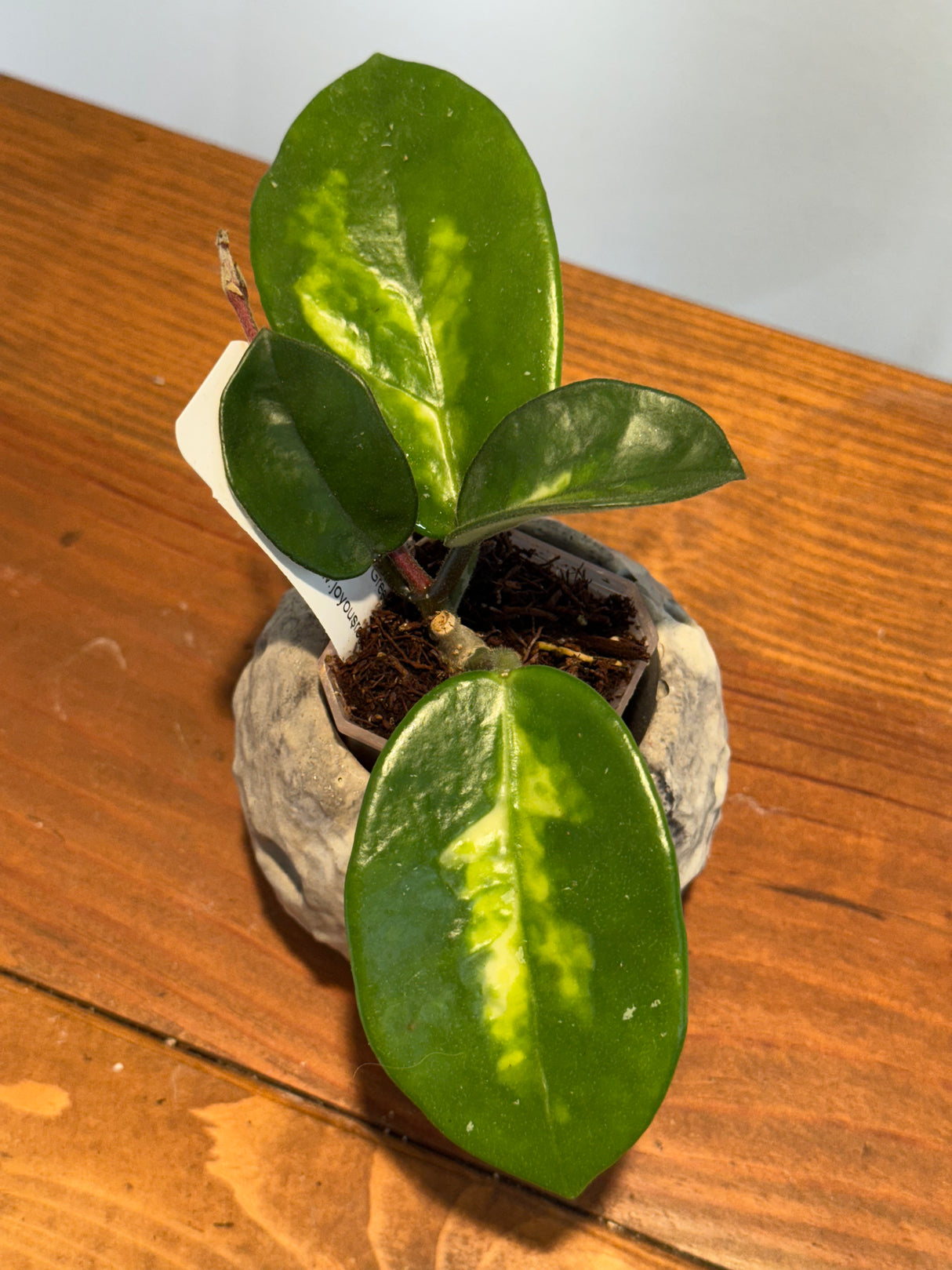 A-166 Hoya carnosa ‘Madara Green Edge’