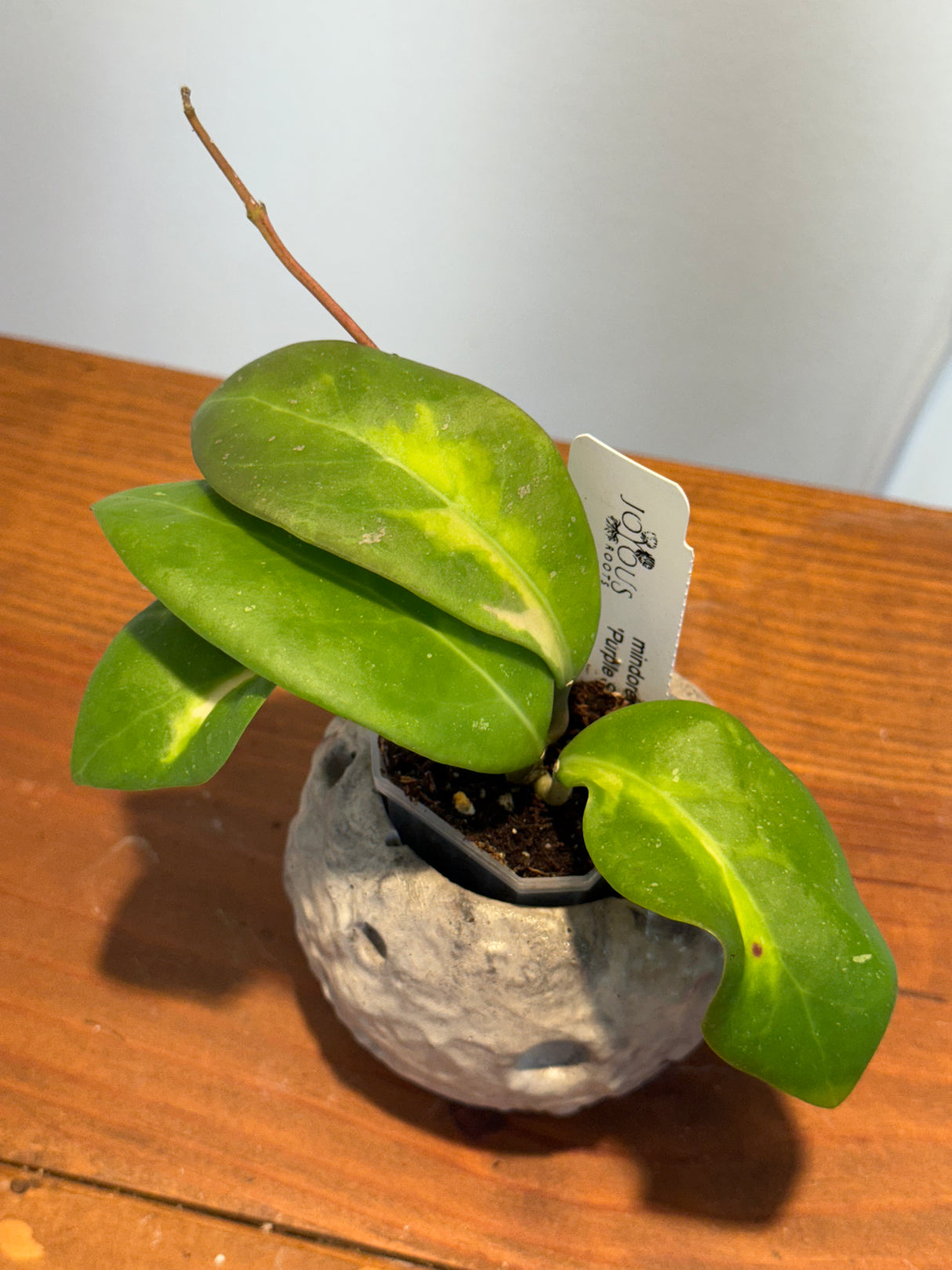 A-168 Hoya mindorensis ‘Purple Star’